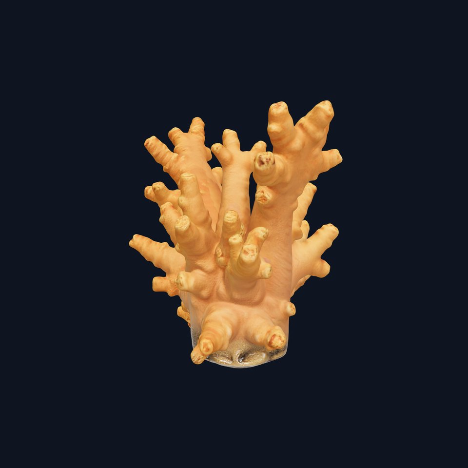 Realistic Coral Reef Model Pack